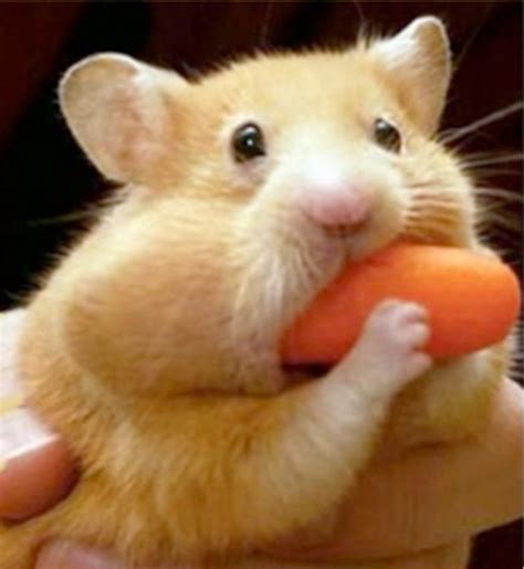 Hamster eats carrot mouthful Meme Generator