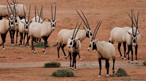 Saudi Arabia to release more than 1,500 endangered animals at AlUla