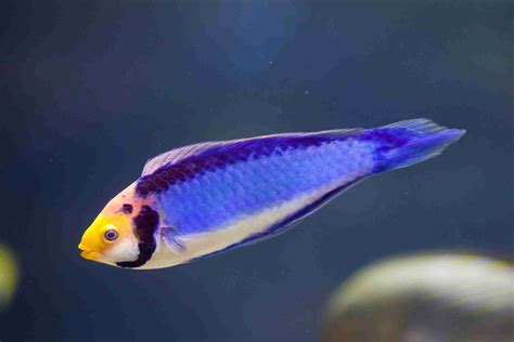 Red Head Solon Fairy Wrasse: Care, Diet, Breeding, Tank Mates...