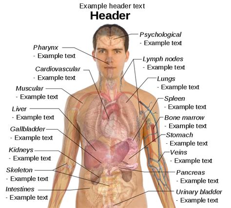 The Most Wonderful Creature: Human Body Organs