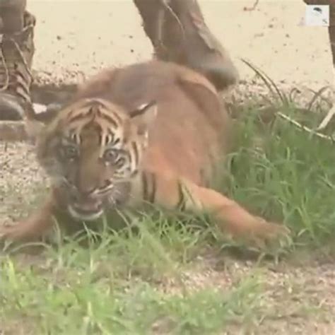 Video 10-week-old rare Sumatran tiger cubs make first public appearance ...