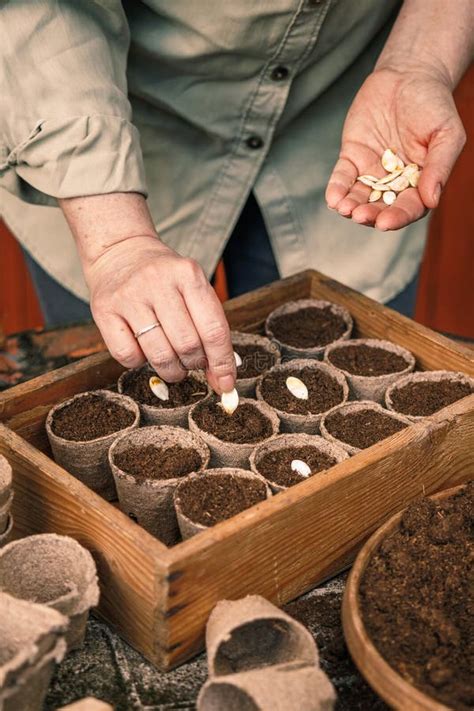 Planting Pumpkin Seeds for Germination into Biodegradable Peat Pots ...