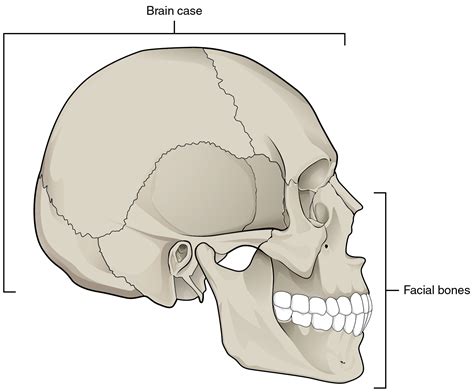 7.2 The Skull | Anatomy and Physiology