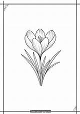 Free Printable Crocus Coloring Pages  PDF Flower Page sketch template