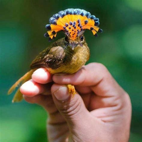 10 aves exóticas hermosas que te gustarán | Mascotas