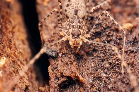 Premium Photo | Macro of a light brown spider on a tree