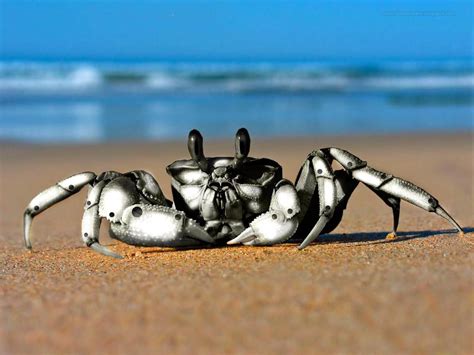 Beautiful Wallpapers for Desktop: Crab Wallpapers hd