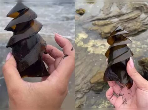 Woman finds shark egg at the shore; leaves internet amazed by its shape - Times of India