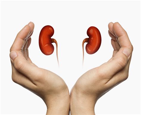 Kidney Transplant Clipart