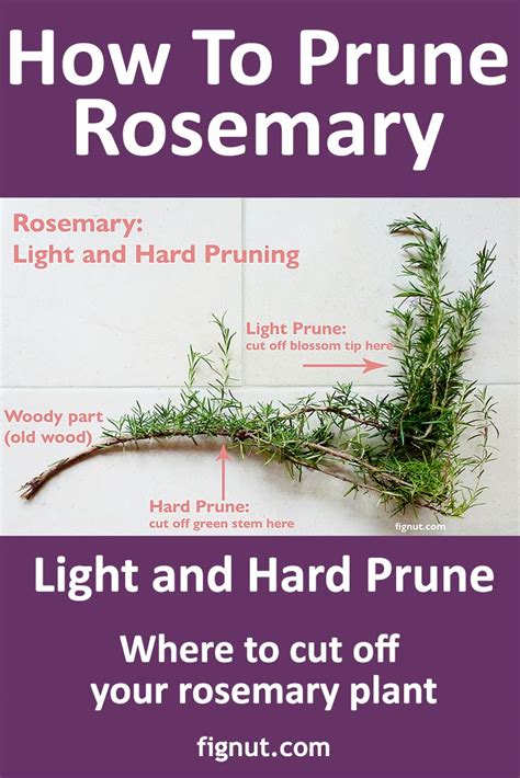 How to Prune Rosemary (with Photos & Video) - FigNut