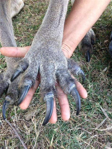 Kangaroo hand vs human hand. - 9GAG