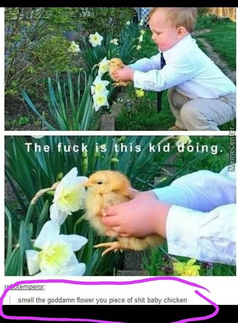 Pin by G . on Humor in 2020 | Baby chickens, Make you smile, I laughed