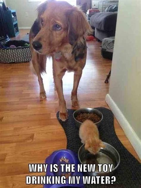 13 Confused Dog Photos And Memes That Will Leave You Laughing | Funny animal memes, Funny animal ...