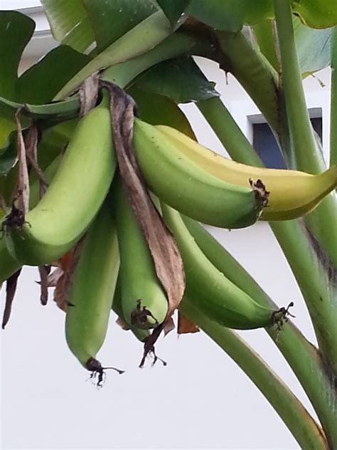 My little vegetable garden: Pisang Tanduk, first harvest.