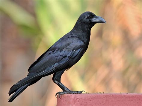 All sizes | Large-Billed (Jungle) Crow | Flickr - Photo Sharing! | Crow ...