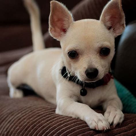 63+ Adopt Chihuahua Puppies Image - Bleumoonproductions