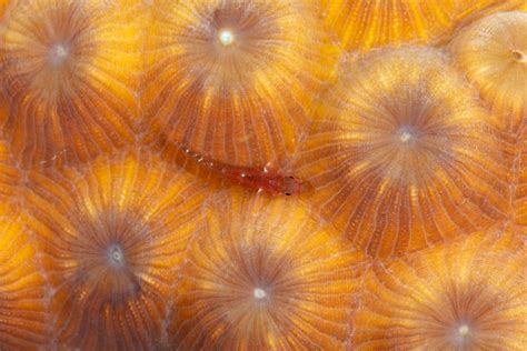 Bonaire Reef - Gobies