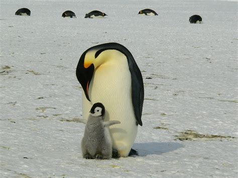 Penguins Emperor Antarctic · Free photo on Pixabay