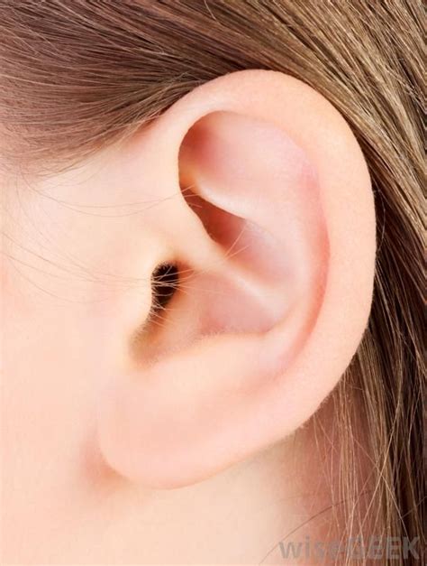 Pin by Sarah Emaline on 8) Ears | Human ear, Creative portrait ...