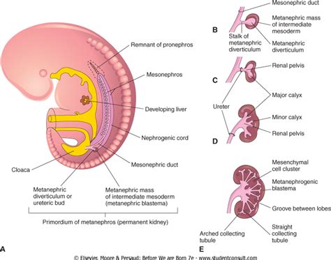 kidneys and Ureters - Development of the Urinary System