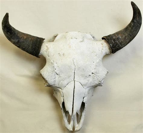 Early large American Bison buffalo skull.