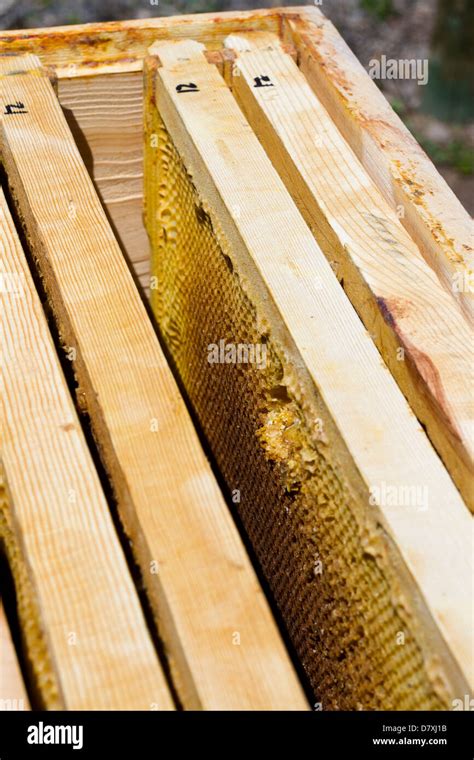 Installation of bee hives at new location Stock Photo - Alamy