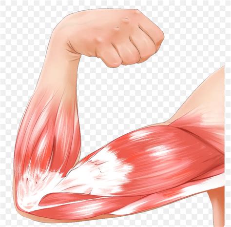 Muscle Contraction Arm Biceps Strain, PNG, 774x806px, Watercolor ...