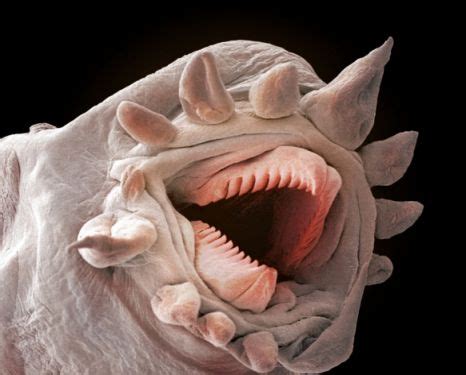 Deep ocean scale worms reveal scary faces in close up photos | Metro News