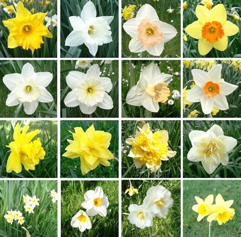 List of Narcissus horticultural divisions - Wikipedia