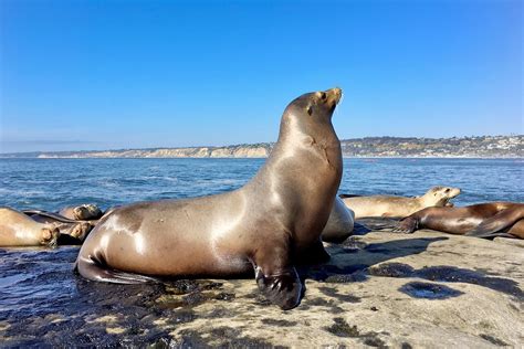 Wildlife and Sea Life That Live Off California's Coast