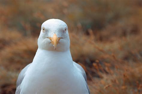 Seagull Close Up View - Free photo on Pixabay