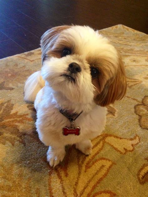 Bentley being adorable!!! Shih tzu | Cute dogs and puppies, Cute dogs ...