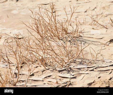 Dried plants in an arid dry desert environment Stock Photo - Alamy