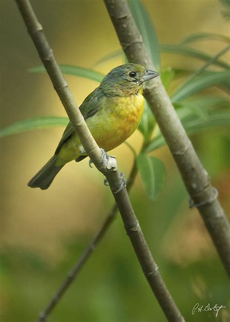 Painted Bunting Female Photograph by Phill Doherty