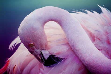 Pink flamingos, bird wallpaper | animals | Wallpaper Better