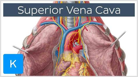 and pathology of superior vena cava learn all about blood vessel at ...