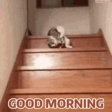 Grumpy Morning GIFs | Tenor