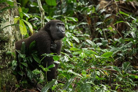 The Congo - Rainforest Wildlife of Africa's Hidden Heart - Naturetrek