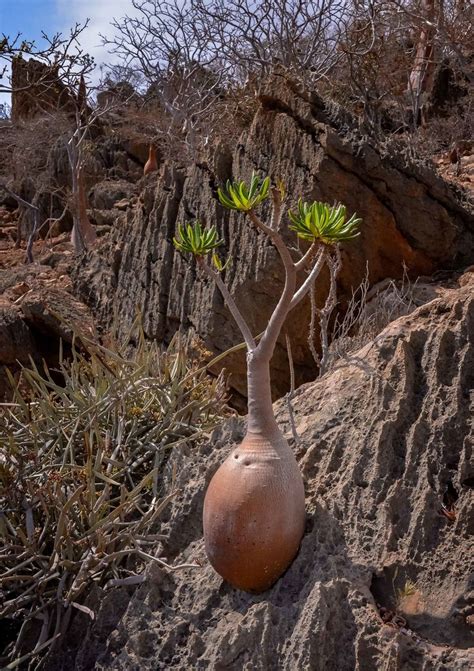 Adenium Socotranum | Unusual plants, Trees to plant, Weird plants