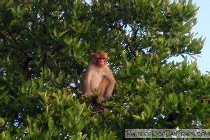 Get Close to an Island Run by Monkeys | PRDayTrips