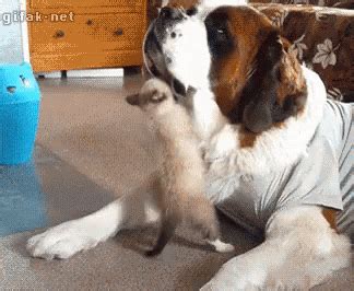 Dog Cat GIF - Dog Cat Annoyed - Discover & Share GIFs