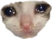 Crying Cat Meme Transparent | Best Cat Wallpaper