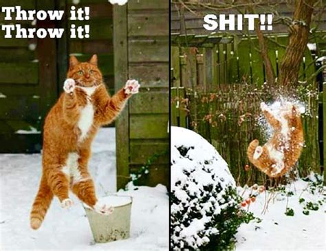 Cat in the snow Funny Animal Pictures, Cute Funny Animals, Funny Cute, Cute Cats, Silly Cats ...