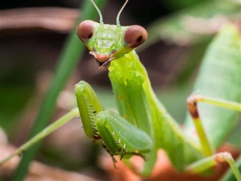 Praying Mantis Pictures Free