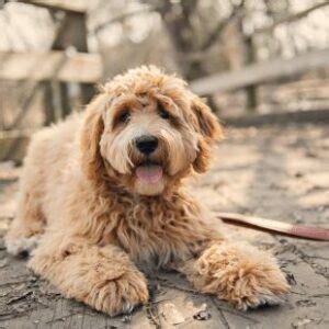 Labradoodle Growth Chart & Puppy Weight Calculator