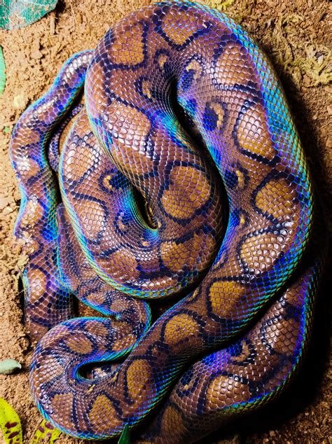 I want a snake like this but my mom doesn't like snakes would u get this? : snakes