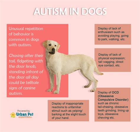 Pet News & Articles | Urban Pet Hospital Blog | How to Spot Autism in Dogs?