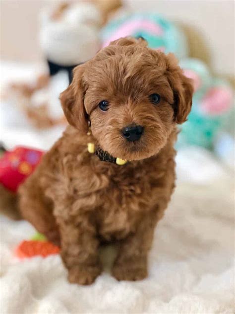 Teacup Goldendoodle Puppies Costco - Puppy And Pets