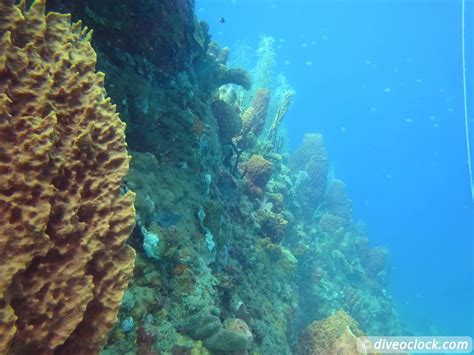 Dominica - Diving in Volcanic Bubbles at Champagne Reef - Dive O'Clock!