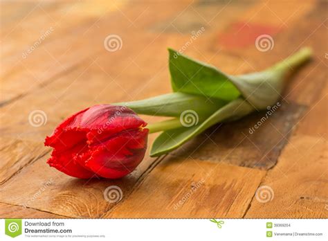 Red Tulip on a Wooden Table Stock Photo - Image of wood, wooden: 39369204